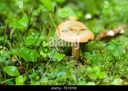 Lactarius deliciosus or saffron milk cap mushroom, narrow depth closeup view after rain Stock Photo