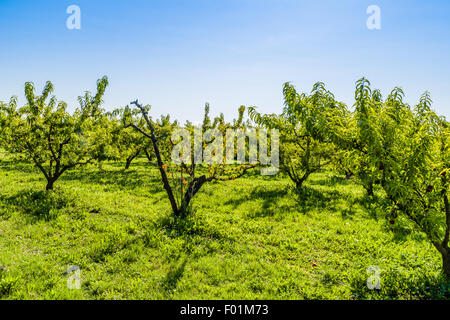 agricuture troubles - dried fruits on dying peach tree without leaves among healthy ones in Italian country Stock Photo