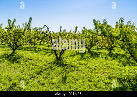 agricuture troubles - dried fruits on dying peach tree without leaves among healthy ones in Italian country Stock Photo