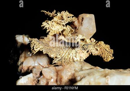 Gold, native element, on Quartz, oxide, from Dalmatia mine, Kelsey, California, United States. Stock Photo