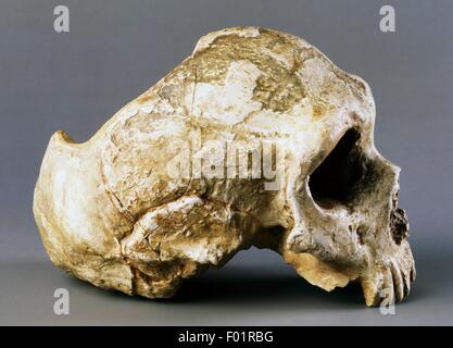 Neanderthal skull model (Homo sapiens neanderthalensis), Gibraltar, United Kingdom.