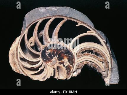 Nautilus striatus section, Cephalopoda, Jurassic, United Kingdom. Stock Photo