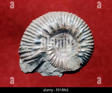 Rasenia uralensis ammonite fossil, Cephalopoda, Late Jurassic, England, United Kingdom. Stock Photo