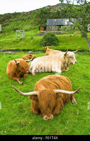 Group of Highland Cattle lying down on open land in crofting township of Duirinish, near Kyle of Lochalsh, Wester Ross, Scotland Stock Photo