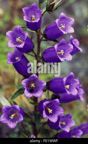 Canterbury Bells (Campanula medium), Regional Park of the Apuane Alps, Tuscany, Italy. Stock Photo