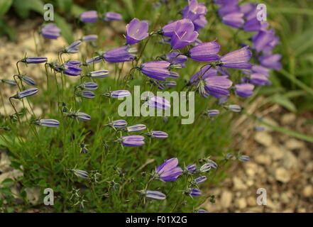 A lot of mountain bellflowers Stock Photo