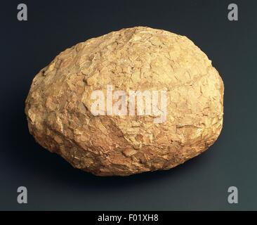 Dinosaur egg from the Cretaceous Period. Stock Photo