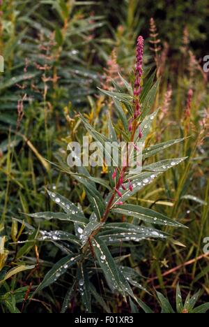 Dwarf Fireweed (Epilobium latifolium), Mackenzie Mountains, Canada. Stock Photo