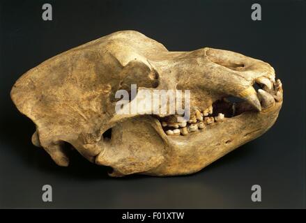 Fossils - Deuterostomia - Chordata - Mammalia - Cave bear (Ursus spelaeus) - Pleistocene - Europe. Stock Photo