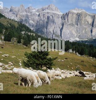 Sheep grazing, with the Sella mountain group in the background, Dolomites (UNESCO World Heritage List, 2009), Trentino-Alto Adige, Italy. Stock Photo