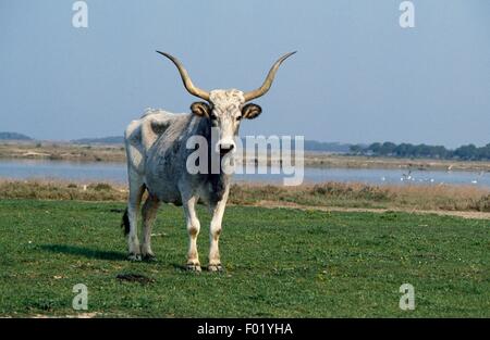 Maremma cow (Bos taurus) on the Alberese plain, Maremma Regional Park, Tuscany, Italy. Stock Photo