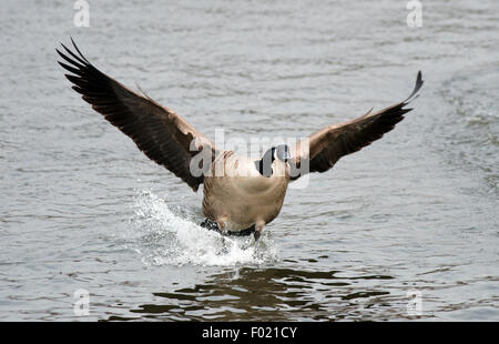 canada goose branta canadensis landing on water solway firth scotland Stock Photo