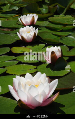 The European white waterlily (Nymphaea alba) also known as white lotus, white water rose or nenuphar, in a public garden pond Stock Photo
