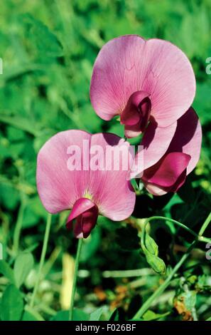 Field of pea flowers (Pisum arvense), Pollino National Park, Basilicata, Italy. Stock Photo