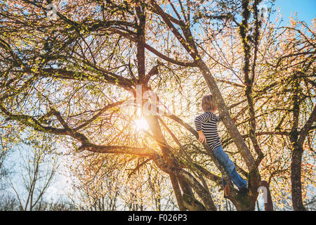 Rear view of a boy sitting in a tree looking at sunset Stock Photo