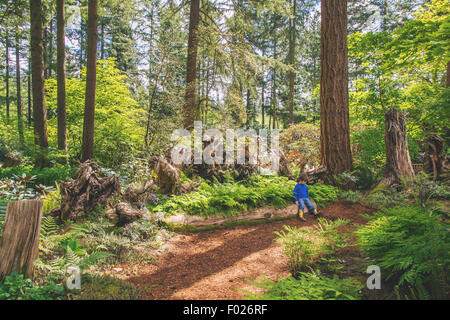 Little boy sitting on a log in the woods Stock Photo