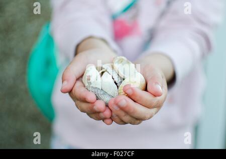 Little girl holding sea shells in her hands Stock Photo