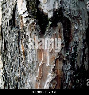 Trunk and bark of pine (Pinus sp), Abruzzo, Lazio and Molise National Park, Abruzzo, Italy. Stock Photo