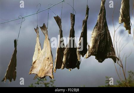 Cod laid out in the sun to dry, Rose Blanche, Port aux Basques, Newfoundland, Canada. Stock Photo