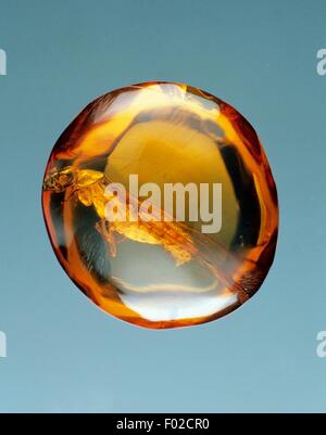 Amber, fossilized tree resin contains insect. Stock Photo