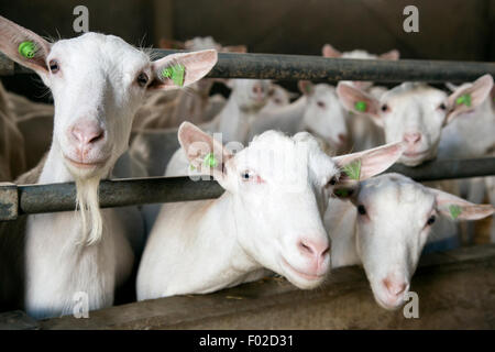 three curious white goats stick their heads through bars of stable Stock Photo