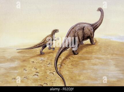 Palaeozoology - Jurassic period - Dinosaurs - Allosaurus (left) and Apatosaurus - Art work by Tim Hayward Stock Photo