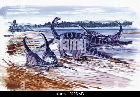 Palaeozoology - Jurassic period - Dinosaurs - Cetiosaurus - Art work Stock Photo