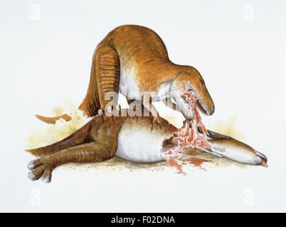Palaeozoology - Cretaceous period - Dinosaurs - Albertosaurus devouring a Parasaurolophus - Art work by Wayne Ford