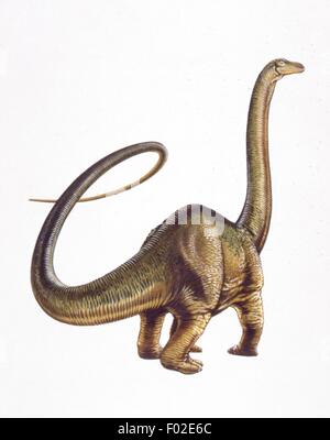 Palaeozoology - Jurassic period - Dinosaurs - Diplodocus  - Art work Stock Photo