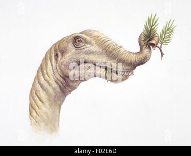 Palaeozoology - Jurassic period - Dinosaurs - Diplodocus head - Art work Stock Photo