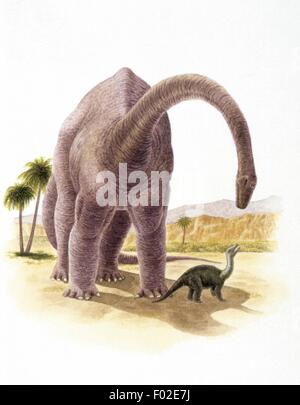 Palaeozoology - Jurassic period - Dinosaurs - Sauropod and calf - Art work Stock Photo