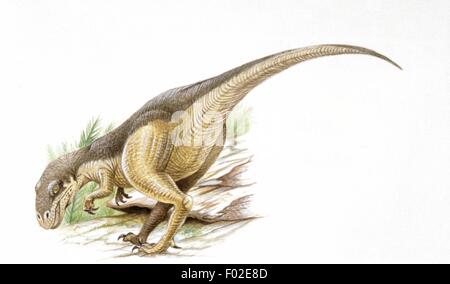 Palaeozoology - Jurassic period - Dinosaurs - Allosaurus - Art work Stock Photo