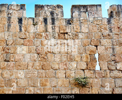 The wall of the old city of Jerusalem, built in the 16th century Stock Photo