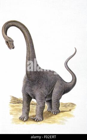 Palaeozoology - Jurassic period - Dinosaurs - Diplodocus - Art work Stock Photo