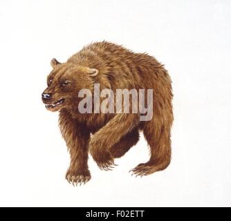 Palaeozoology - Pleistocene period - Extinct mammals - Ursids - Cave bear (Ursus spelaeus) - Art work Stock Photo