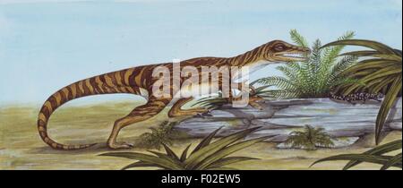 Palaeozoology - Triassic period - Dinosaurs - Staurikosaurus (Staurikosaurus pricei) - Art work Stock Photo