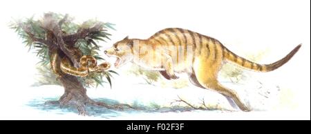 Palaeozoology - Oligocene/Miocene period - Extinct mammals - Ekaltadeta (Ekaltadeta ima), giant marsupial - Art work by James Robins Stock Photo