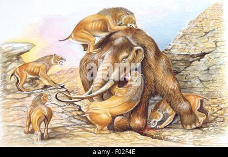 Palaeozoology - Pleistocene period - Extinct mammals - Herd of Homotherium attack a Mammoth - Art work by Steve Roberts Stock Photo