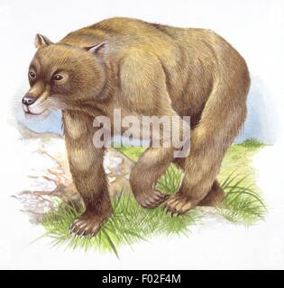 Palaeozoology - Miocene/Pliocene/Pleistocene period - Extinct mammals - Agriotherium (ursids) - Art work by Steve Roberts Stock Photo