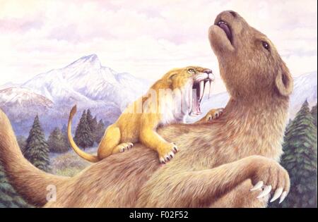 Palaeozoology - Pleistocene period - Extinct mammals - Smilodon attacks a ground sloth - Art work by David Scott Stock Photo