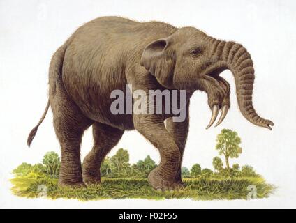 Palaeozoology - Miocene/Pleistocene period - Fossil mammals - Deinotherium (Proboscideans) - Art work by P. Hood Stock Photo