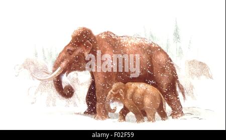 Palaeozoology - Pleistocene period - Extinct mammals - A mammoth with his cub walking into the snow - Art work by James Robins Stock Photo