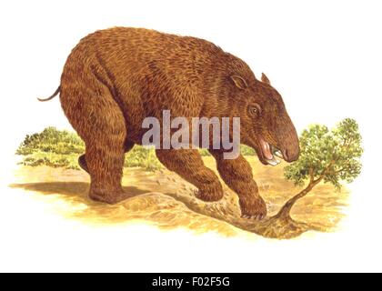 Palaeozoology - Pleistocene period - Extinct mammals, giant marsupials - Diprotodon - Art work by Philip Hood Stock Photo