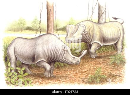 Palaeozoology - Eucene/Oligocene period - Extinct mammals - Brontotheres - Brontotherium and Embolotherium - Art work by Wayne Ford Stock Photo