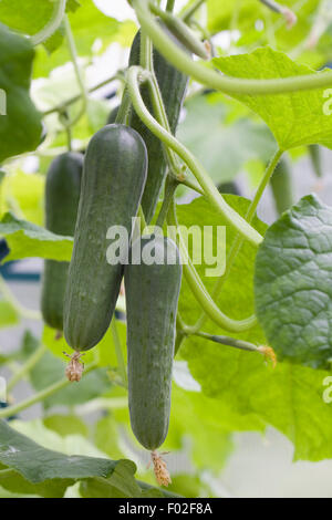 Cucumis sativus. Cucumber 'Socrates' growing in a greenhouse. Stock Photo