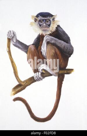 Palaeozoology - Miocene/Pliocene period - Extinct mammals - Primates - Mesopithecus - Art work Stock Photo