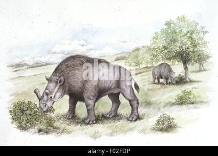 Palaeozoology - Oligocene period - Extinct mammals - Brontotheriids - Brontotherium - Art work by W. Bramall Stock Photo