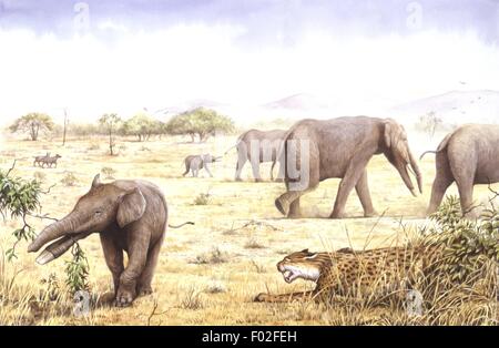 Palaeozoology - Miocene period - Extinct mammals - Proboscideans - Amebelodon - Art work by Peter David Scott Stock Photo