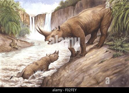 Palaeozoology - Oligocene period - Extinct mammals - Nimravus and ...