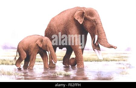 Palaeozoology - Miocene period - Extinct mammals - Proboscideans - Amebelodon - Art work by Michael Rowe Stock Photo